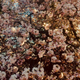 Cherry blossoms.